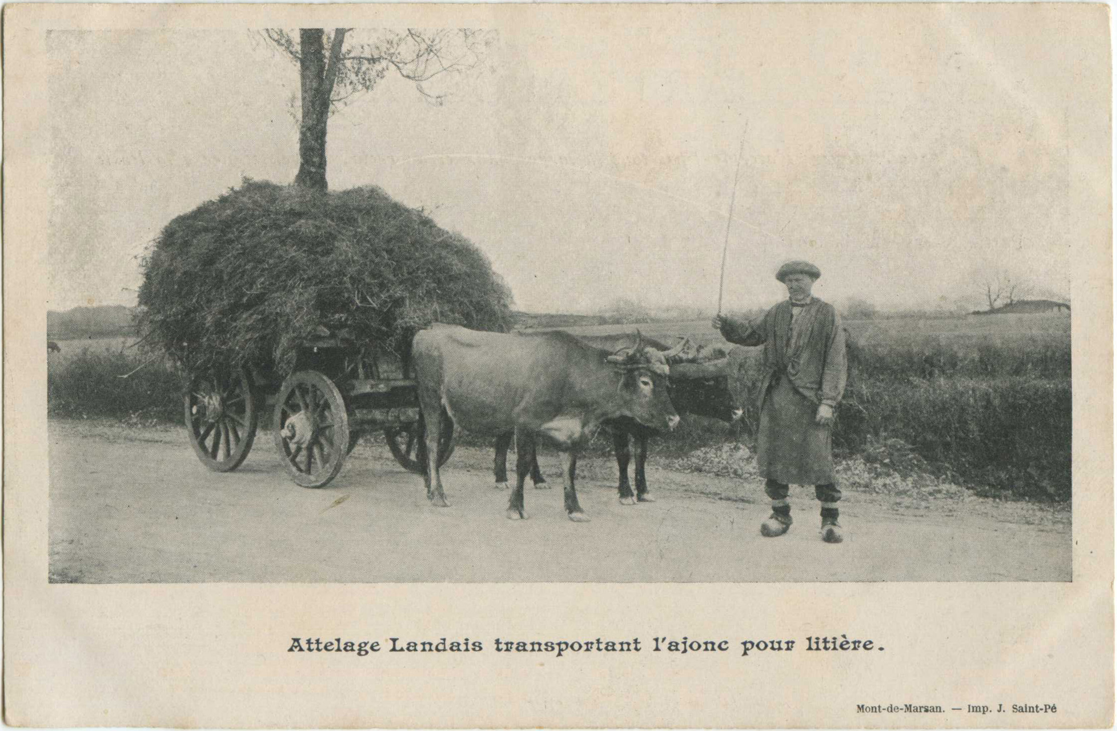 Landes - Attelage Landais transportant l'ajonc pour litière.