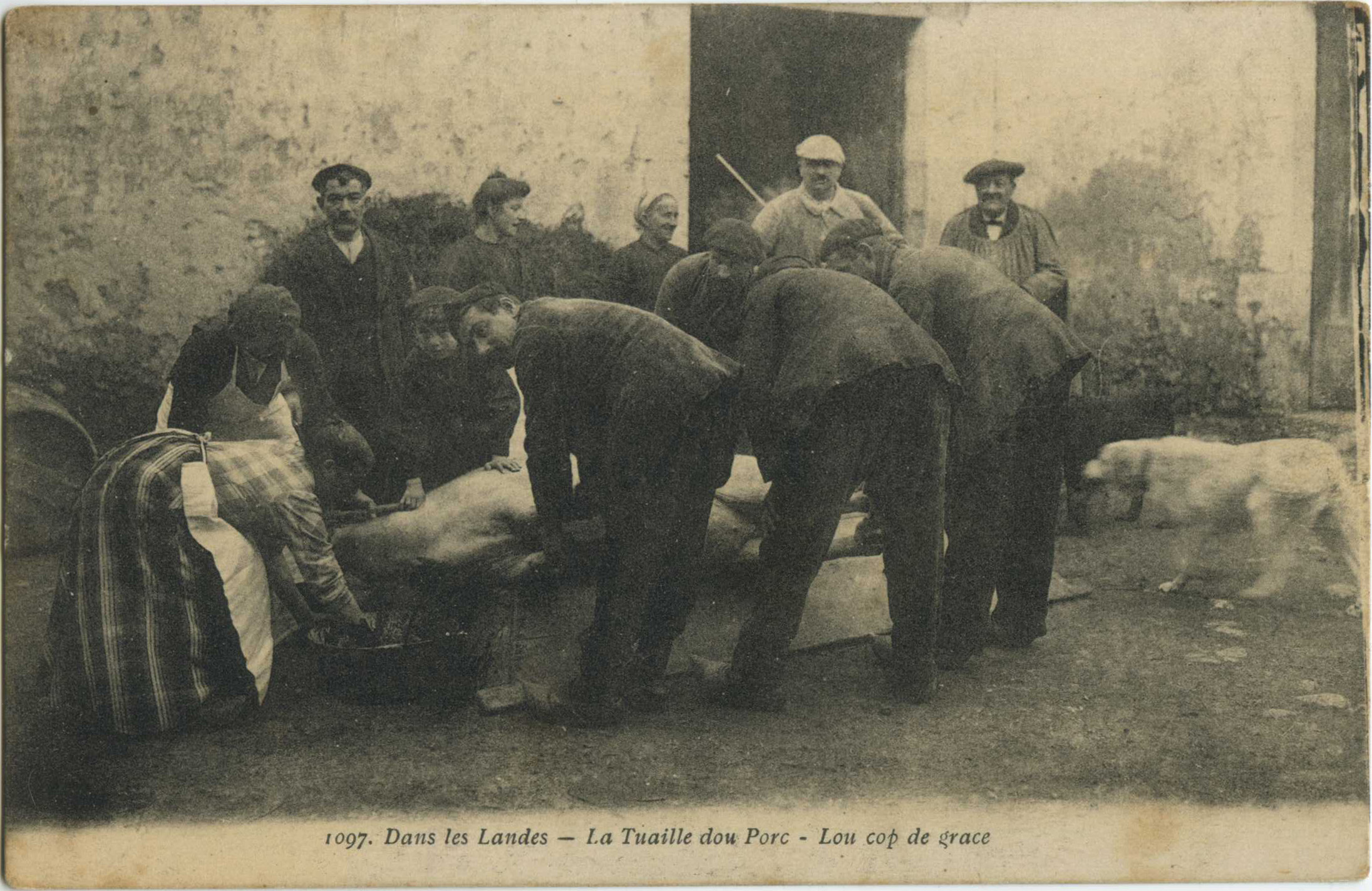 Landes - Dans les Landes - La Tuaille dou Porc - Lou cop de grace