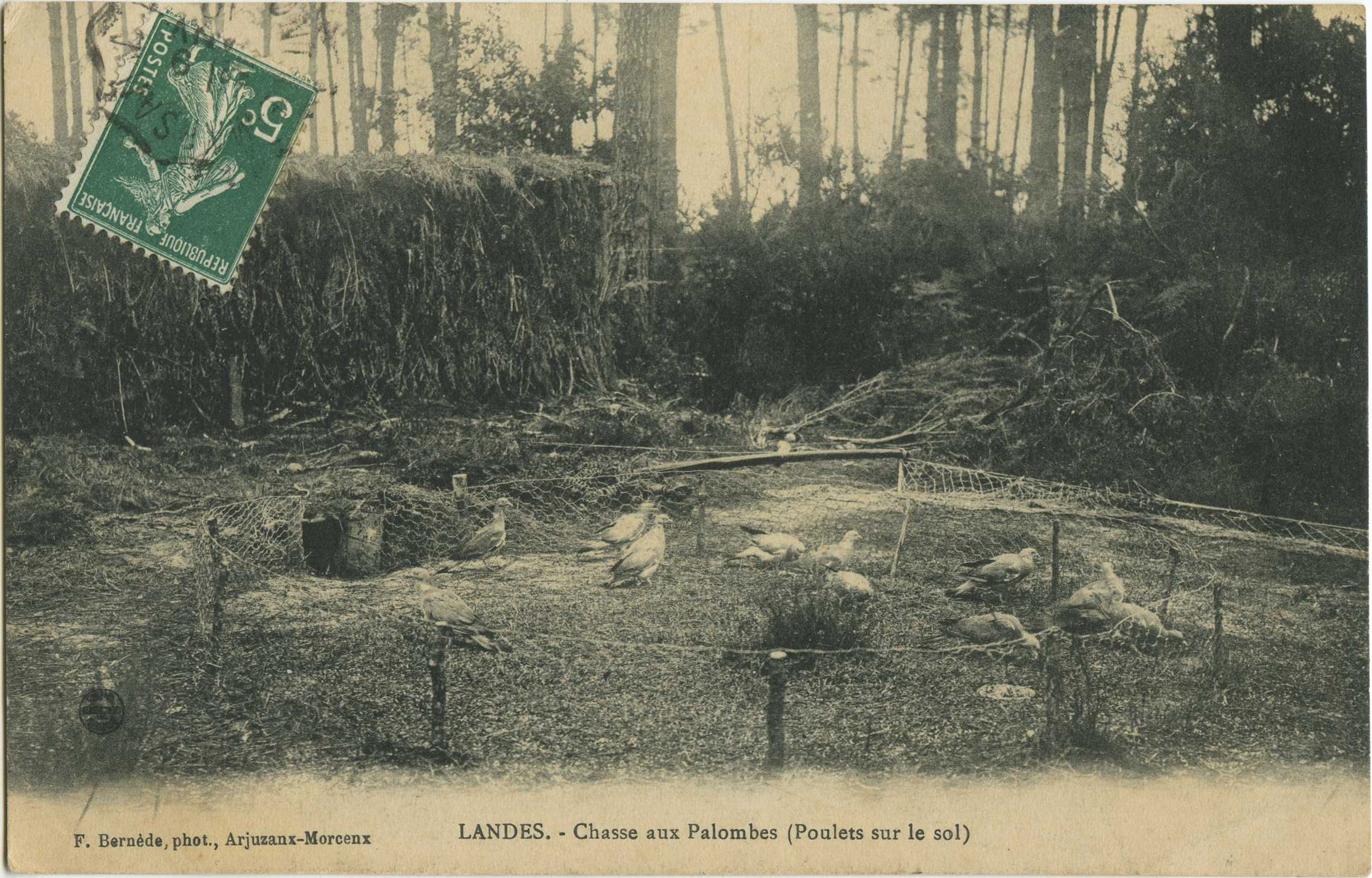 Landes - LANDES - Chasse aux Palombes (Poulets sur le sol)