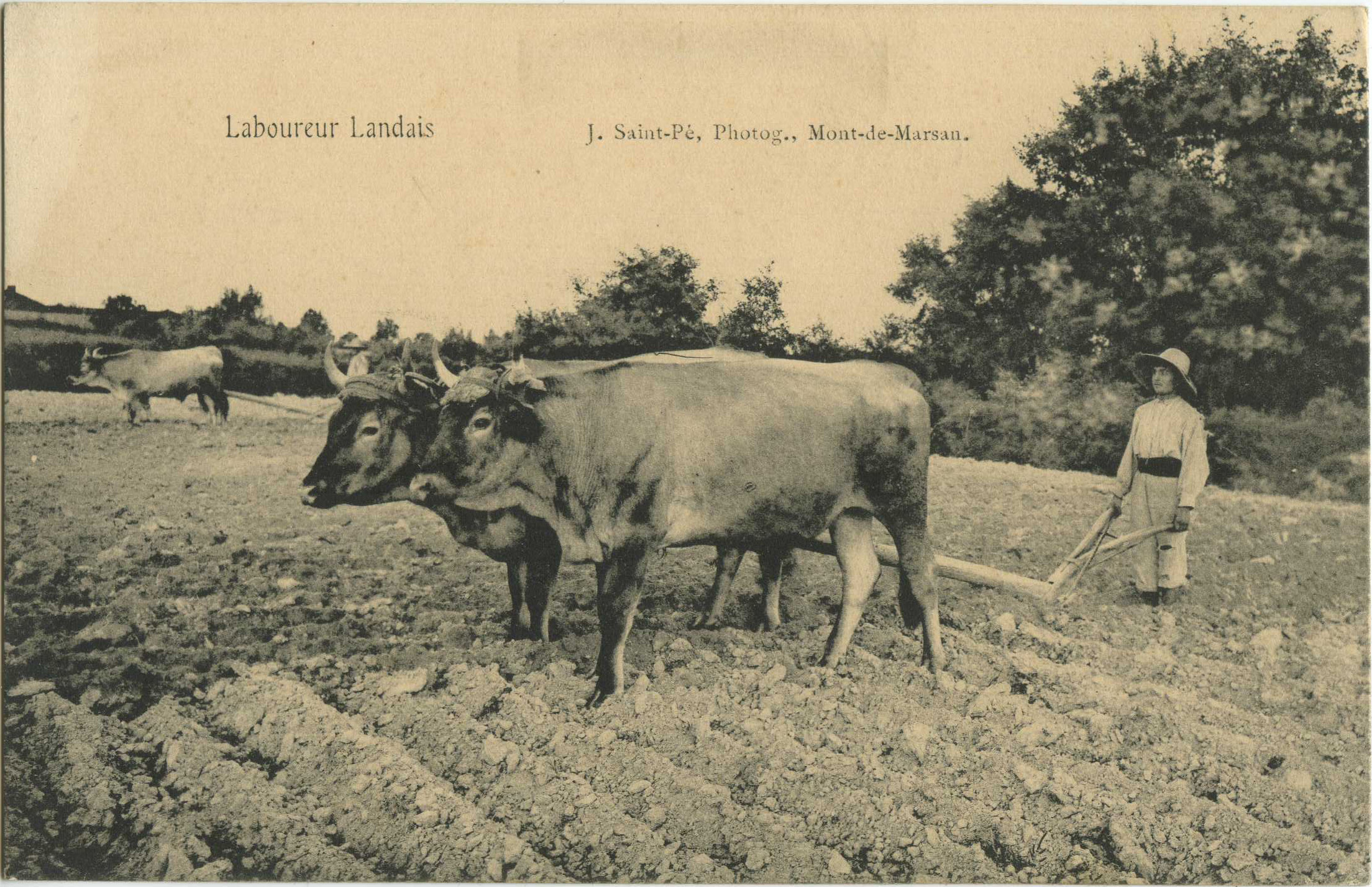 Landes - Laboureur Landais