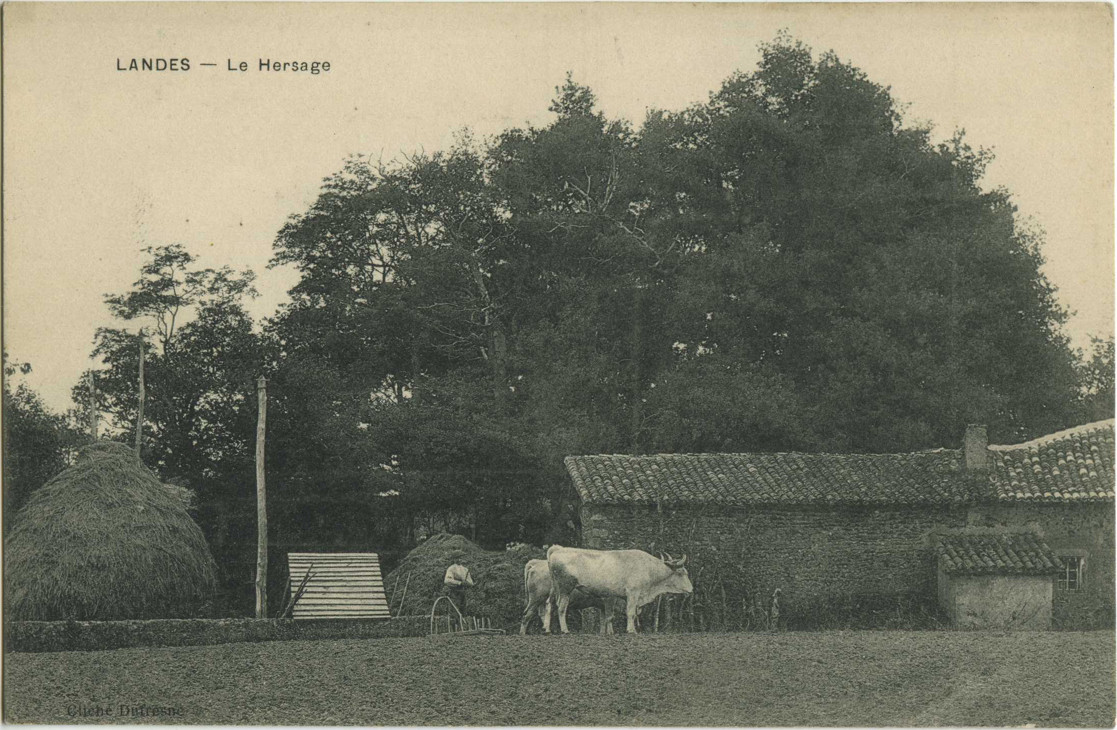 Landes - LANDES - Le Hersage