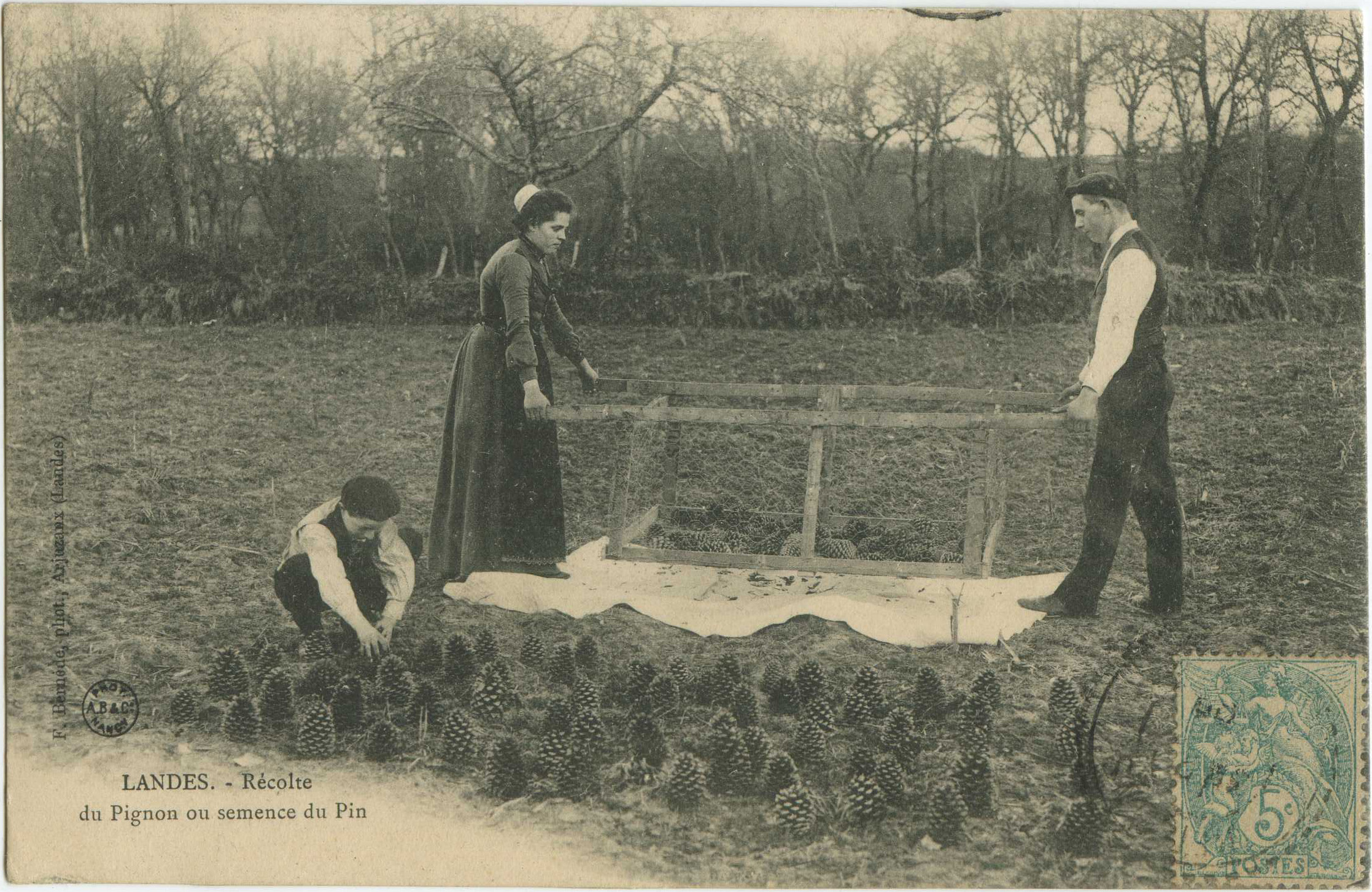 Landes - LANDES - Récolte du Pignon ou semence du Pin