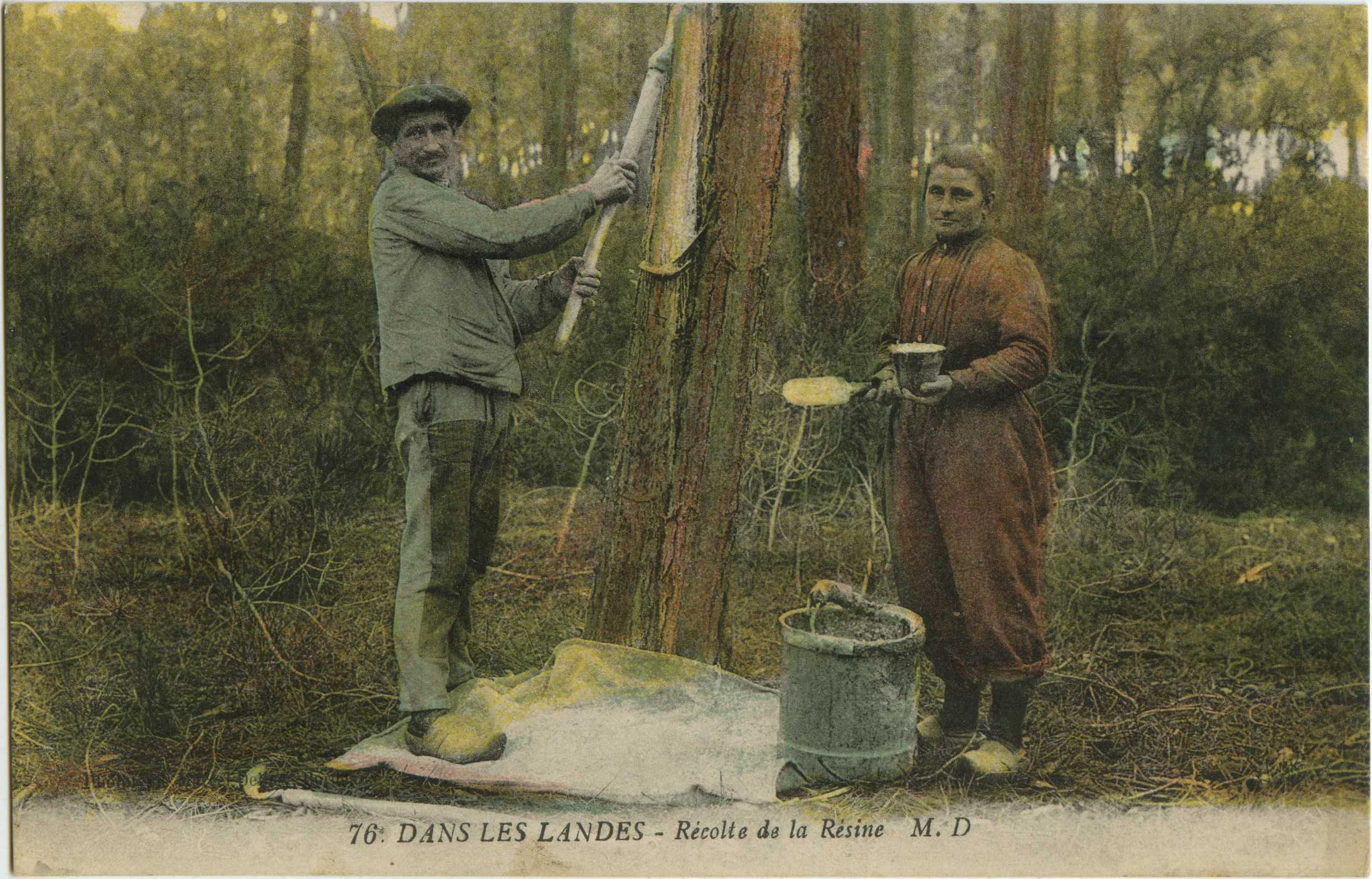 Landes - DANS LES LANDES - Récolte de la Résine