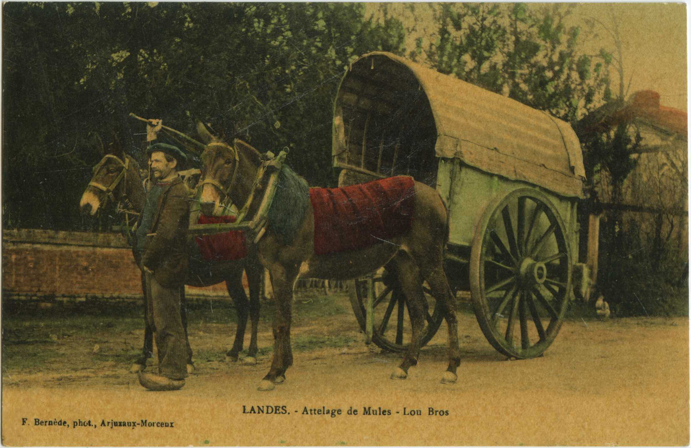 Landes - LANDES - Attelage de Mules - Lou Bros