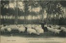 Carte postale ancienne - Landes - AU PAYS LANDAIS - Un Troupeau de Moutons