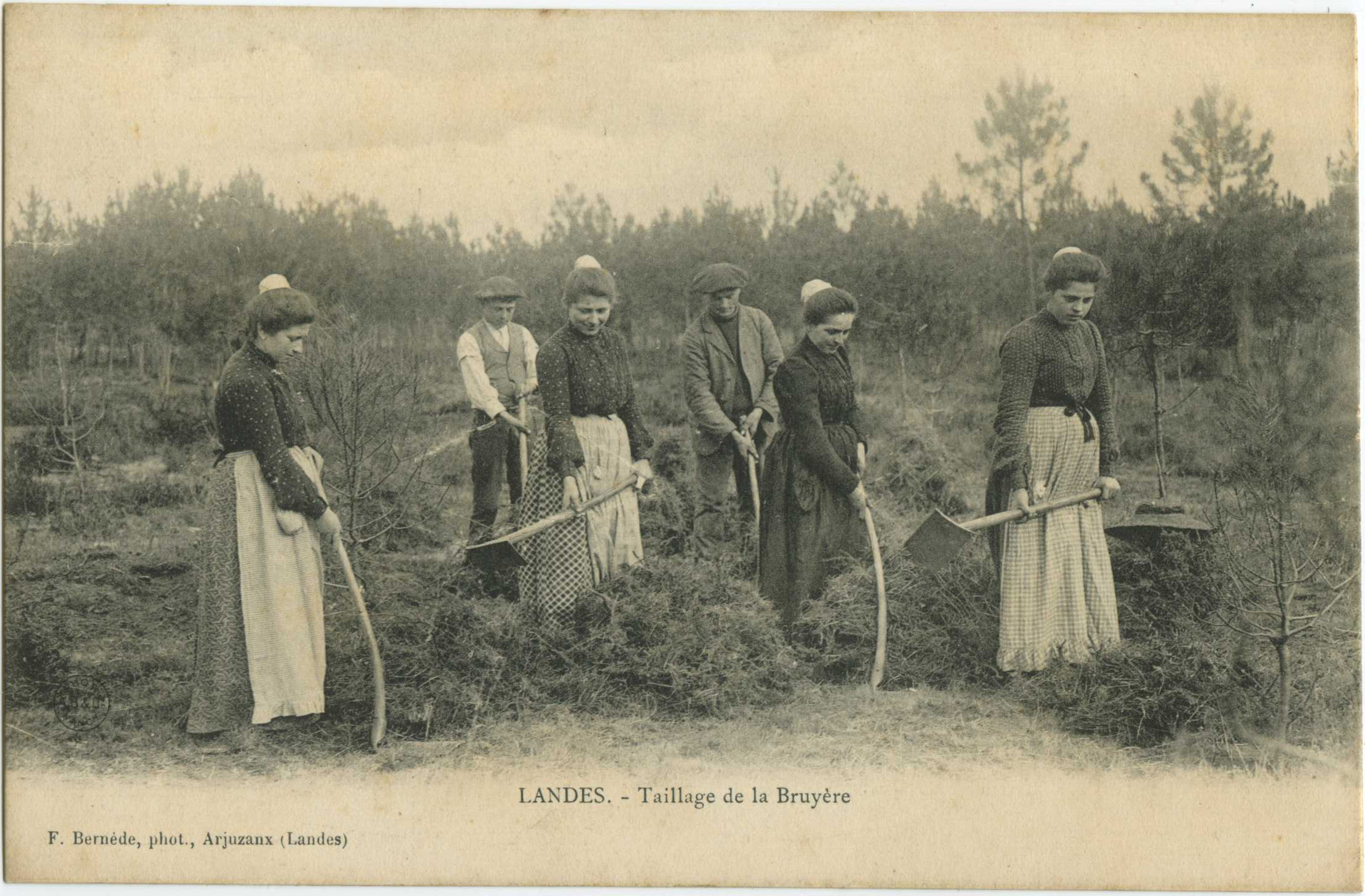 Landes - LANDES - Taillage de la Bruyère