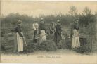 Carte postale ancienne - Landes - LANDES - Taillage de la Bruyère