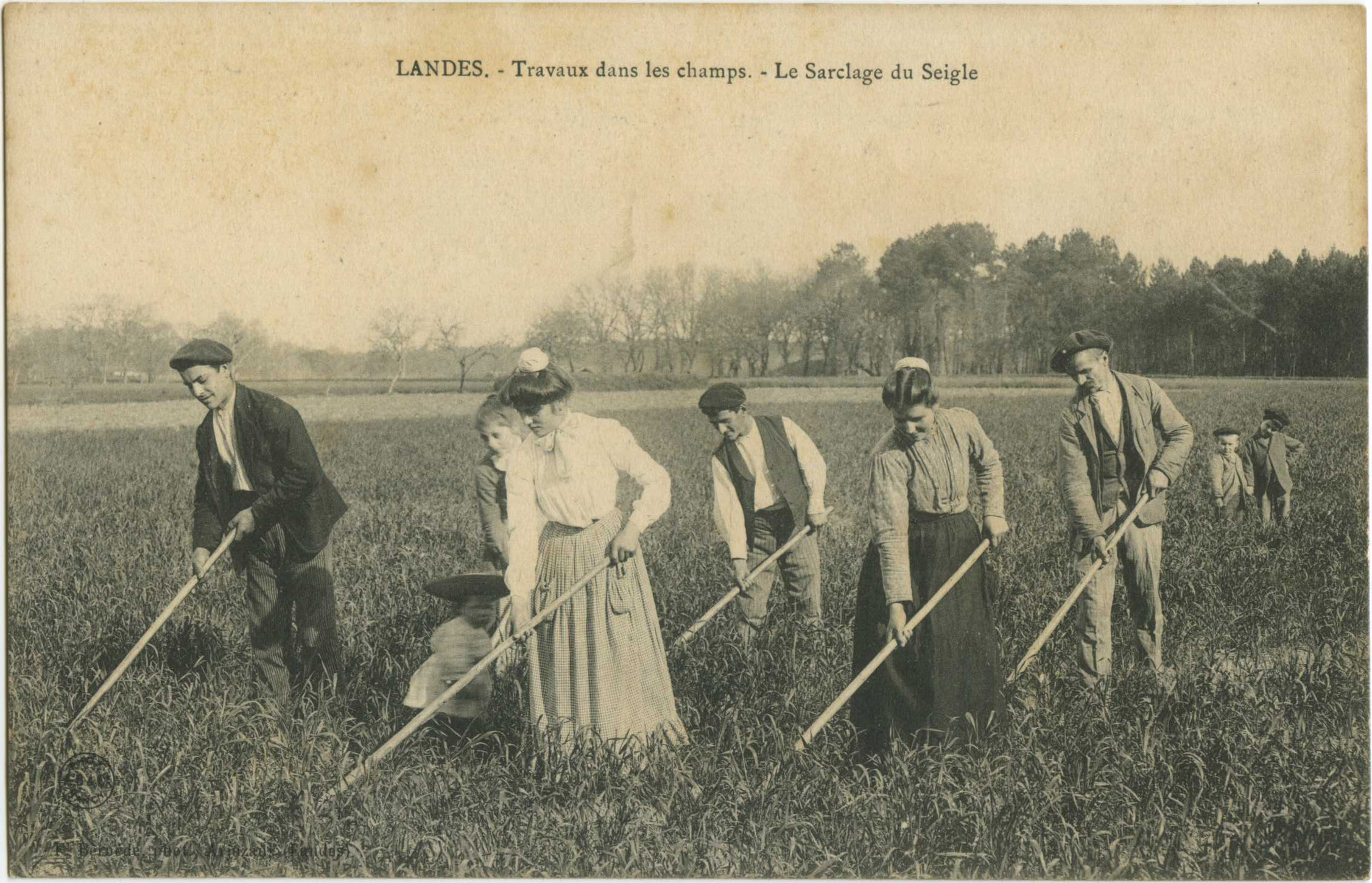 Landes - LANDES - Travaux dans les Champs - Le Sarclage du Seigle