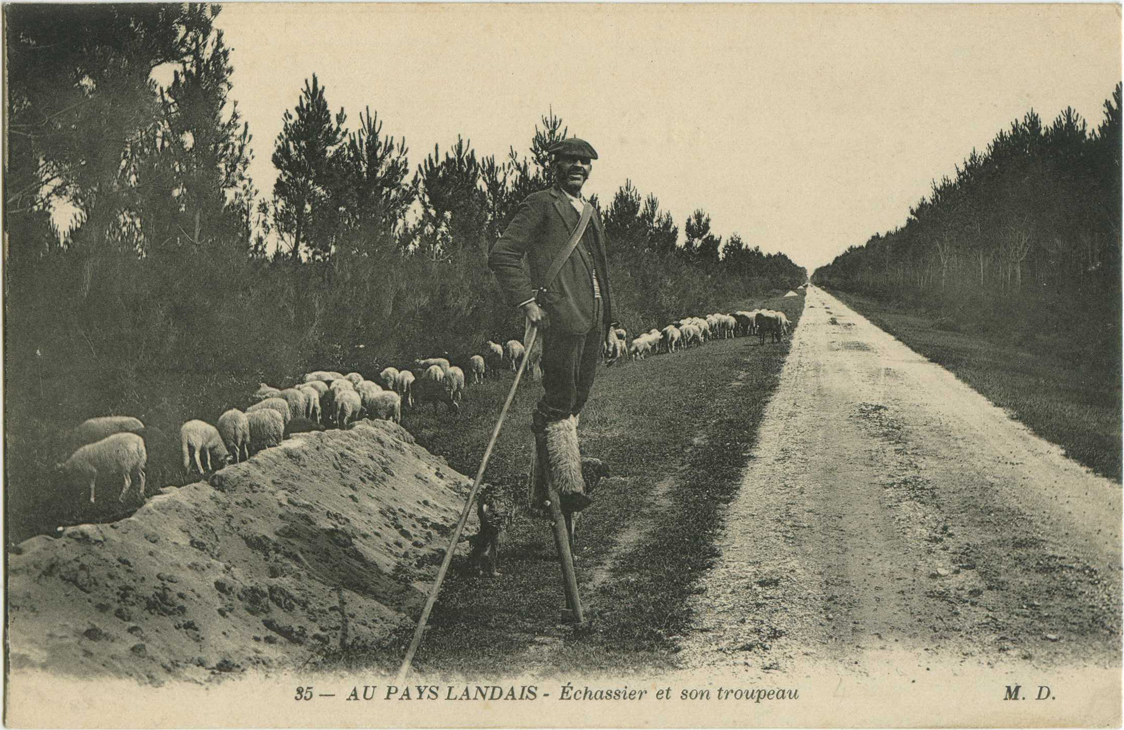 Landes - AU PAYS LANDAIS - Échassier et son troupeau