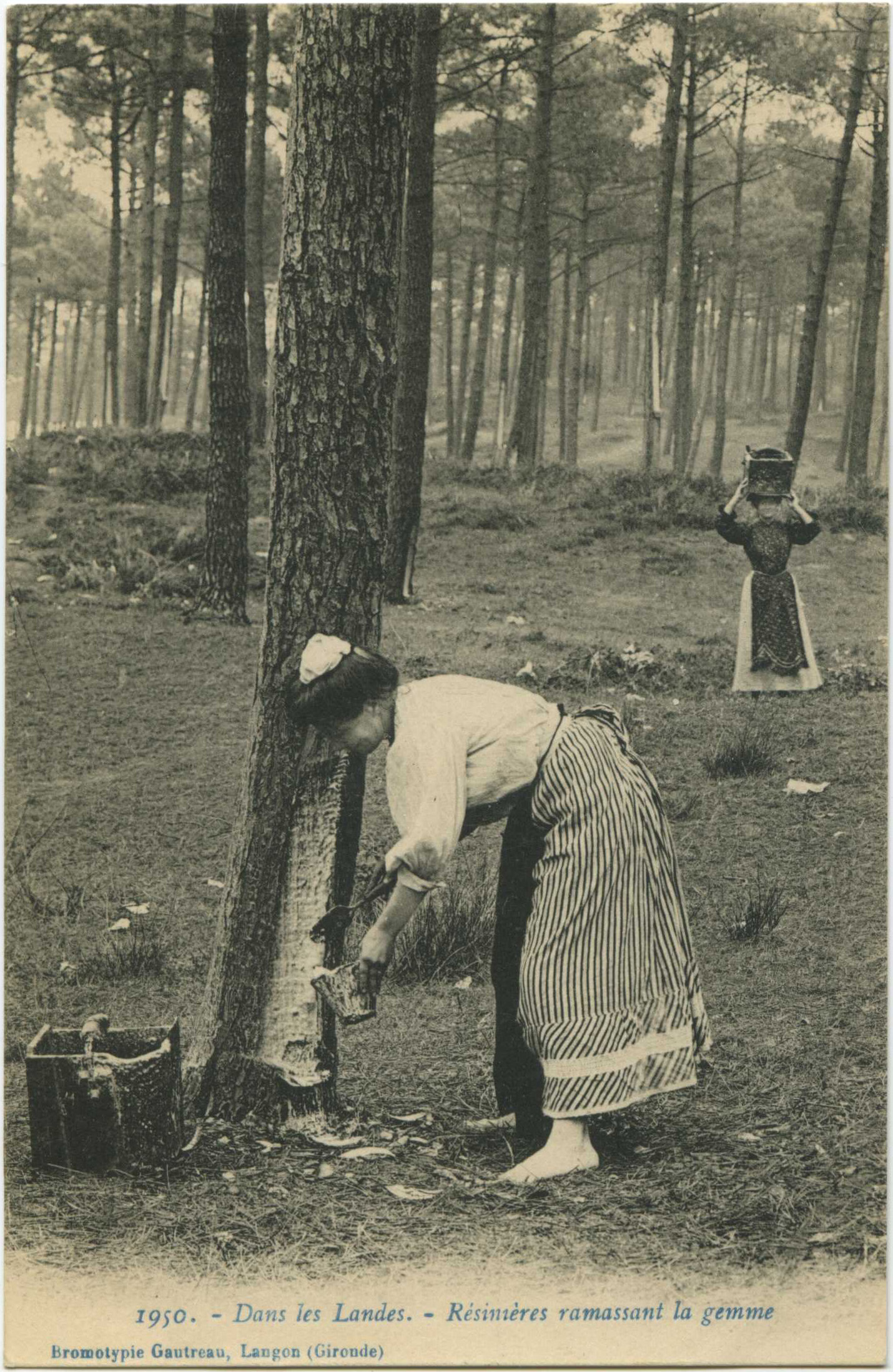 Landes - Dans les Landes - Résinières ramassant la gemme