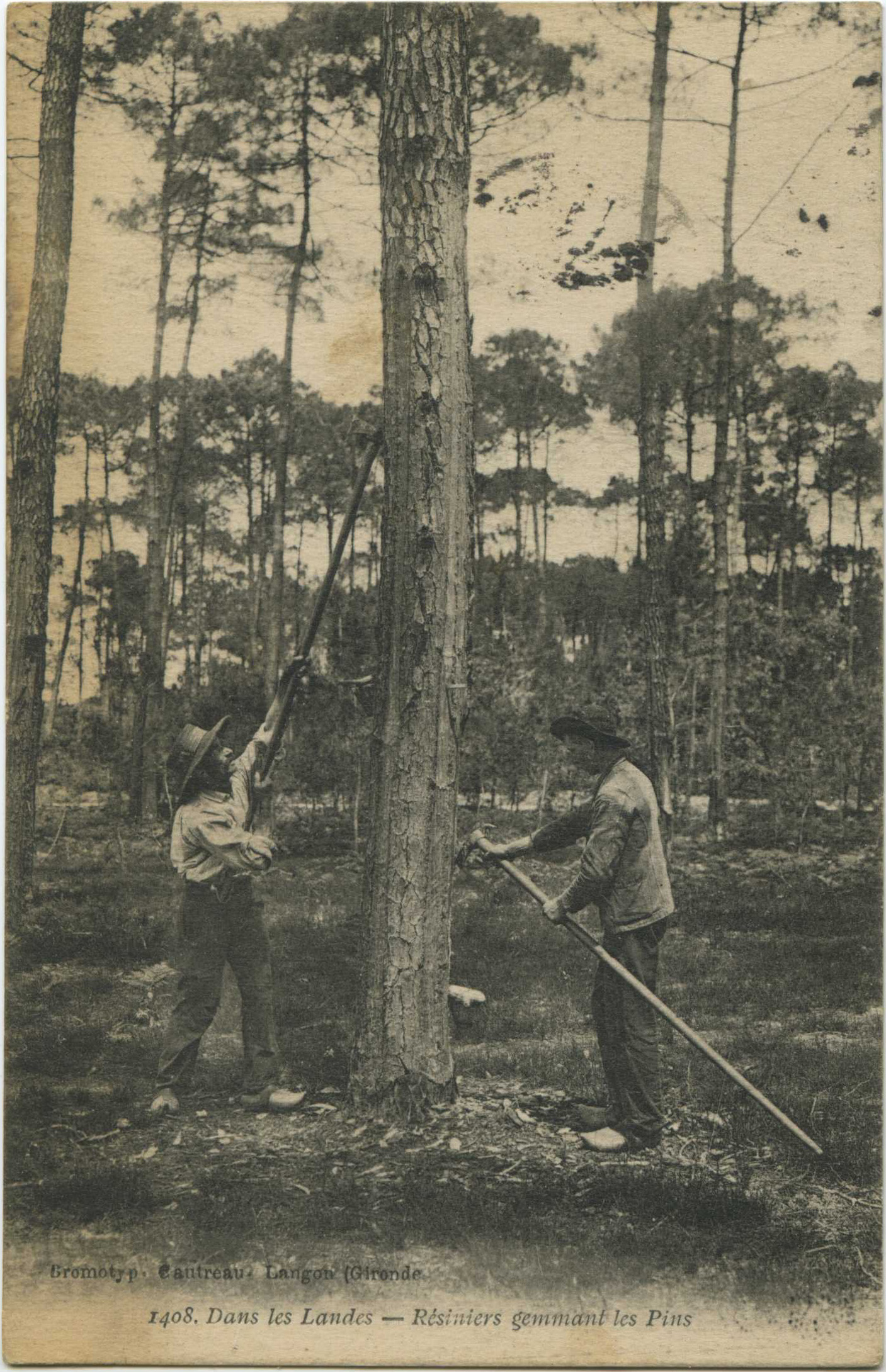 Landes - Dans les Landes - Résiniers gemmant les Pins