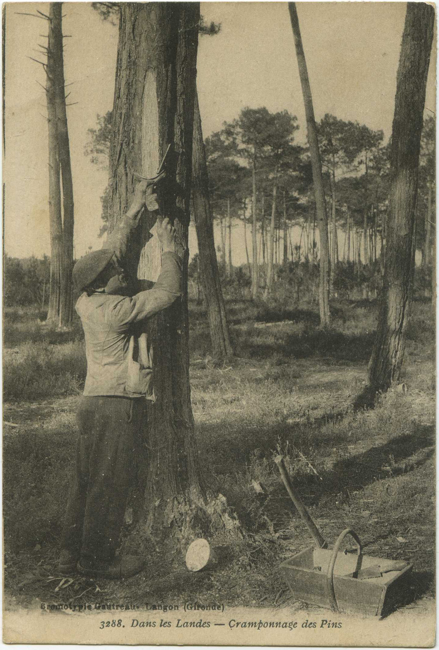 Landes - Dans les Landes - Cramponnage des Pins