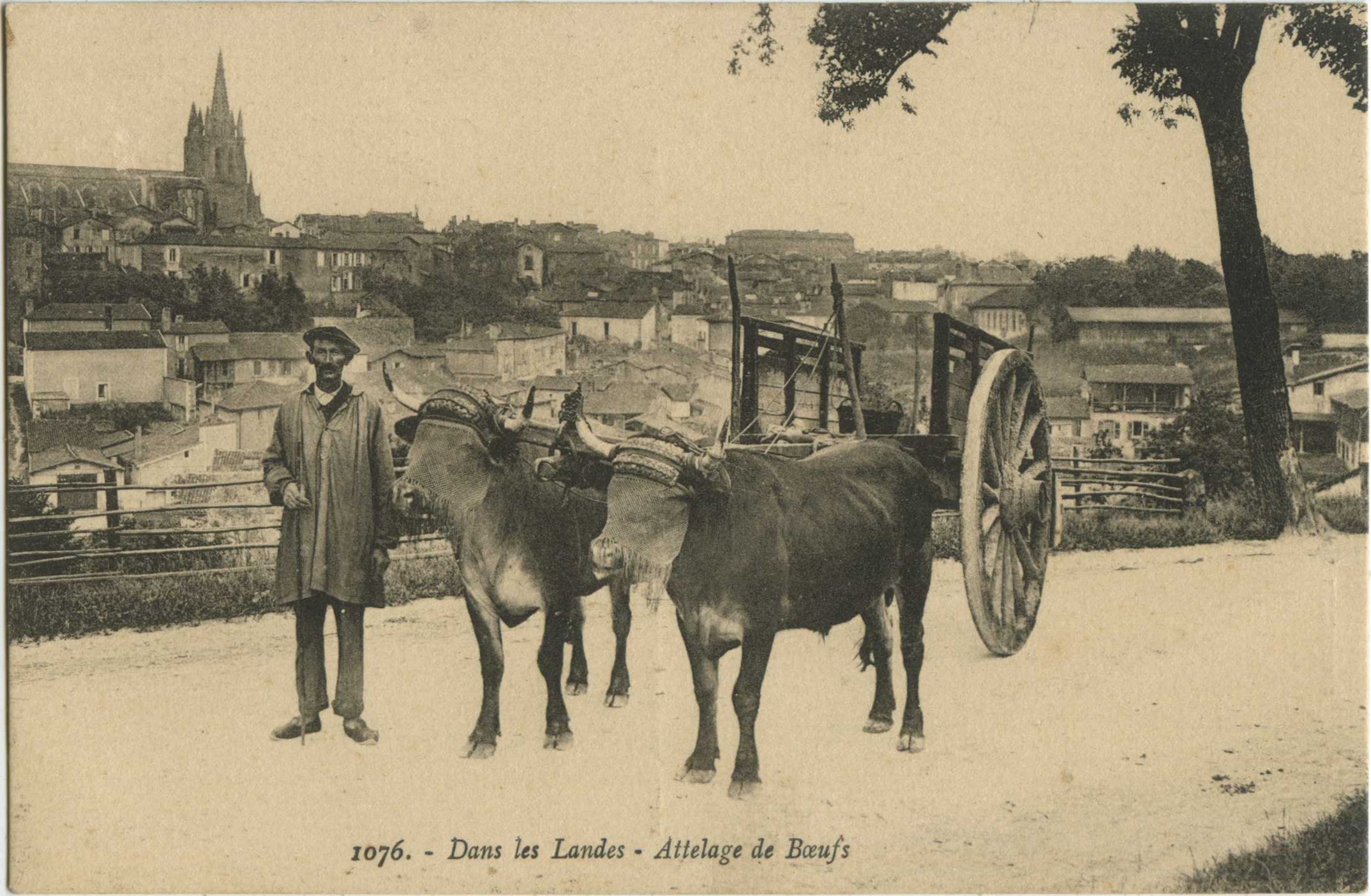 Landes - Dans les Landes - Attelage de Boeufs