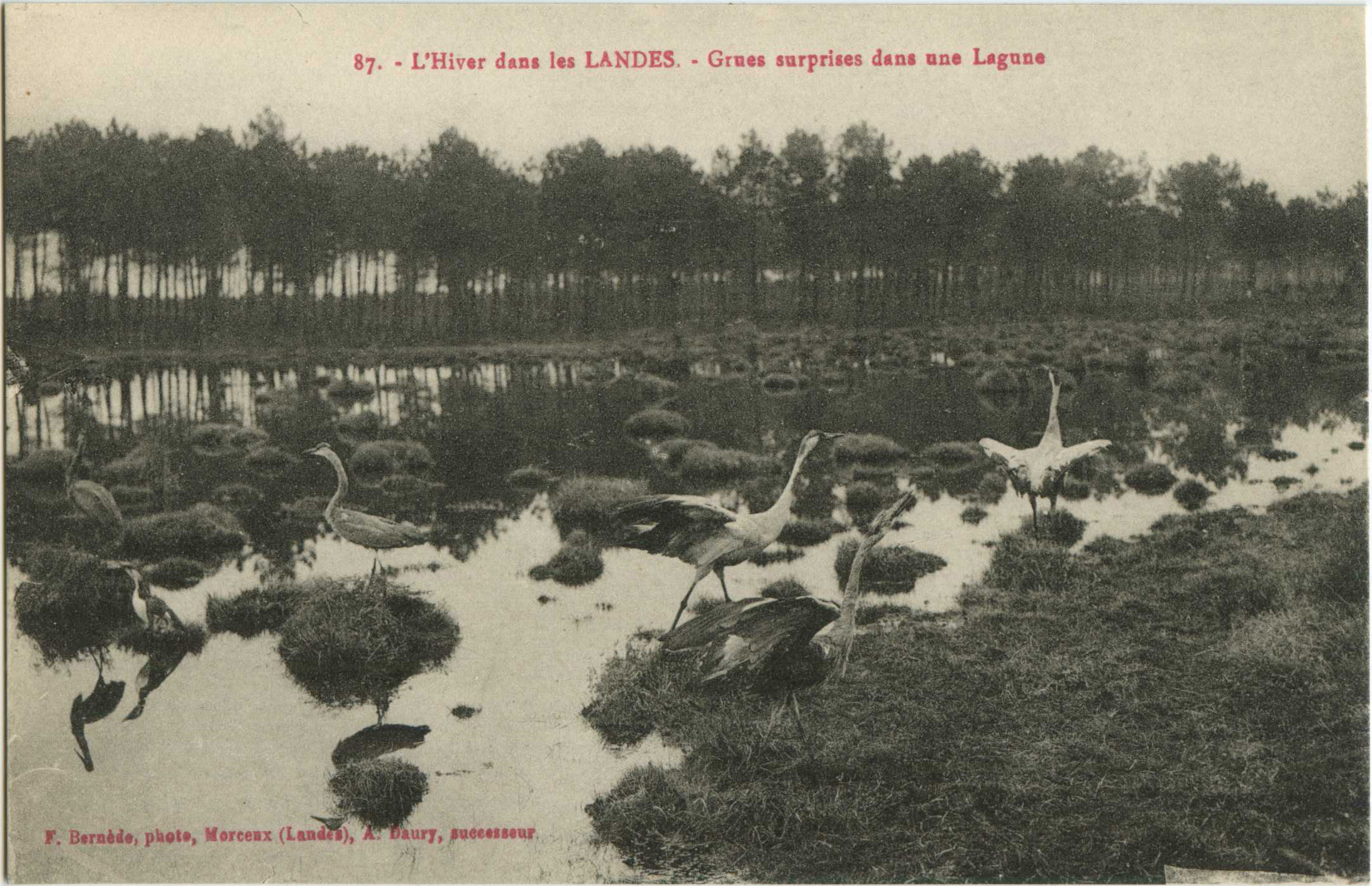 Landes - L'Hiver dans les LANDES - Grues surprises dans une Lagune