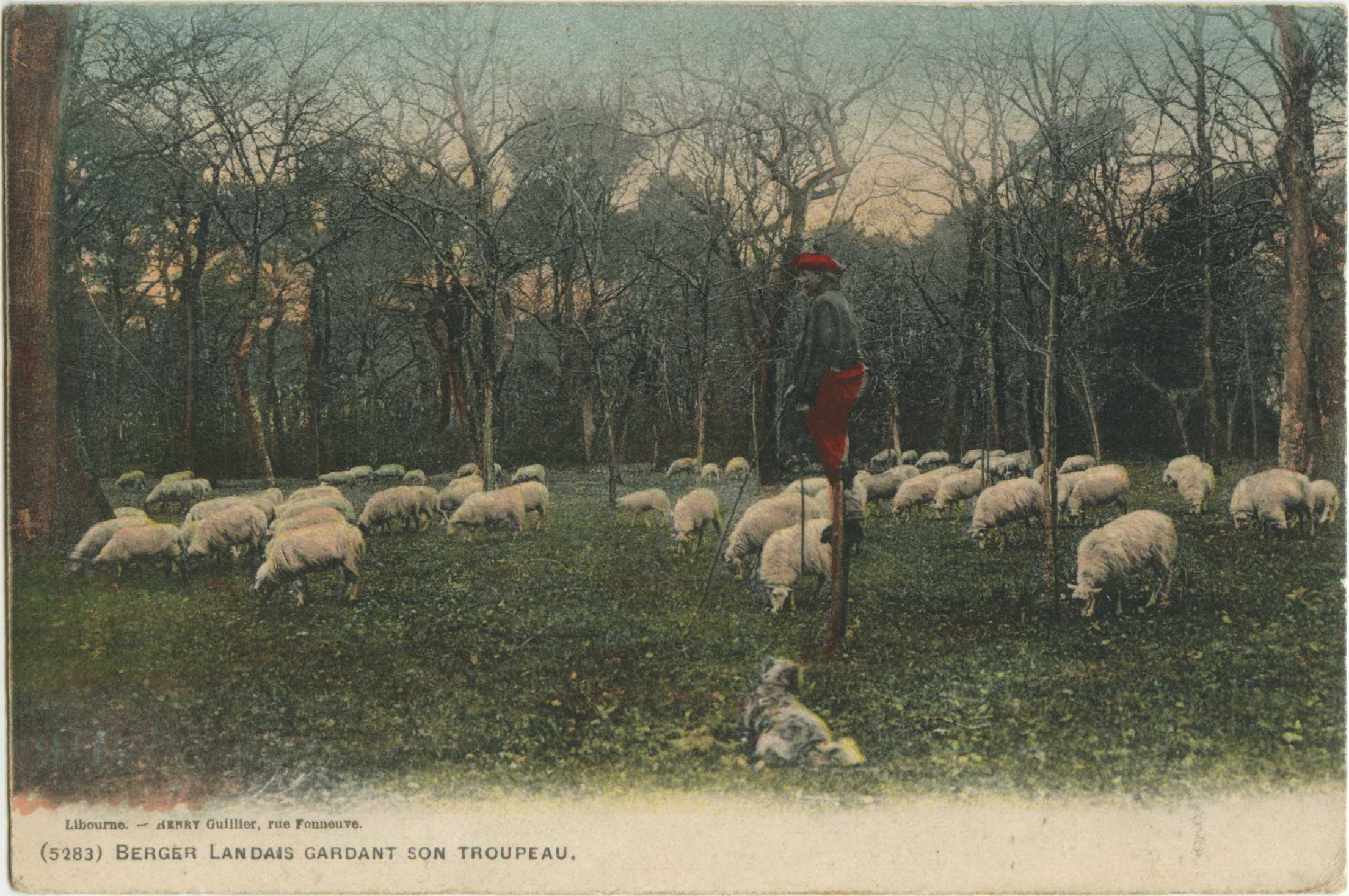 Landes - Berger Landais gardant son troupeau.