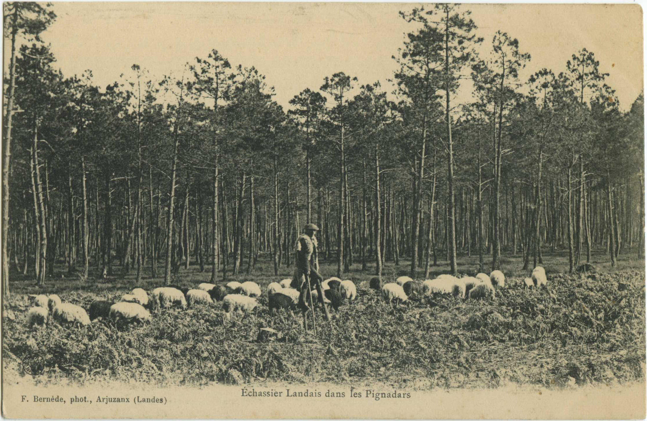 Landes - Échassier Landais dans les Pignadars