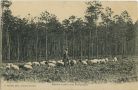 Carte postale ancienne - Landes - Échassier Landais dans les Pignadars