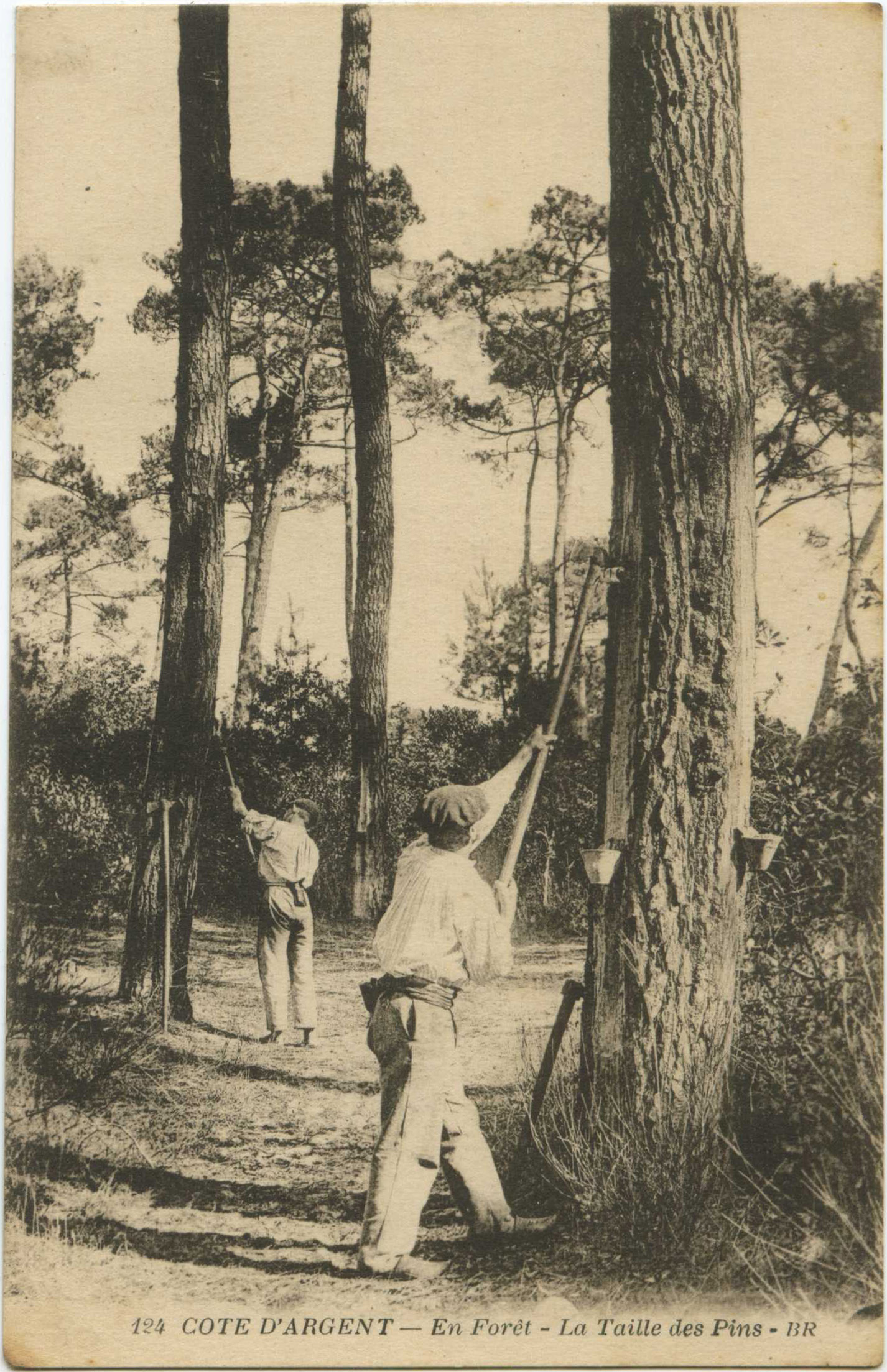 Landes - COTE D'ARGENT - En Forêt - La Taille des Pins