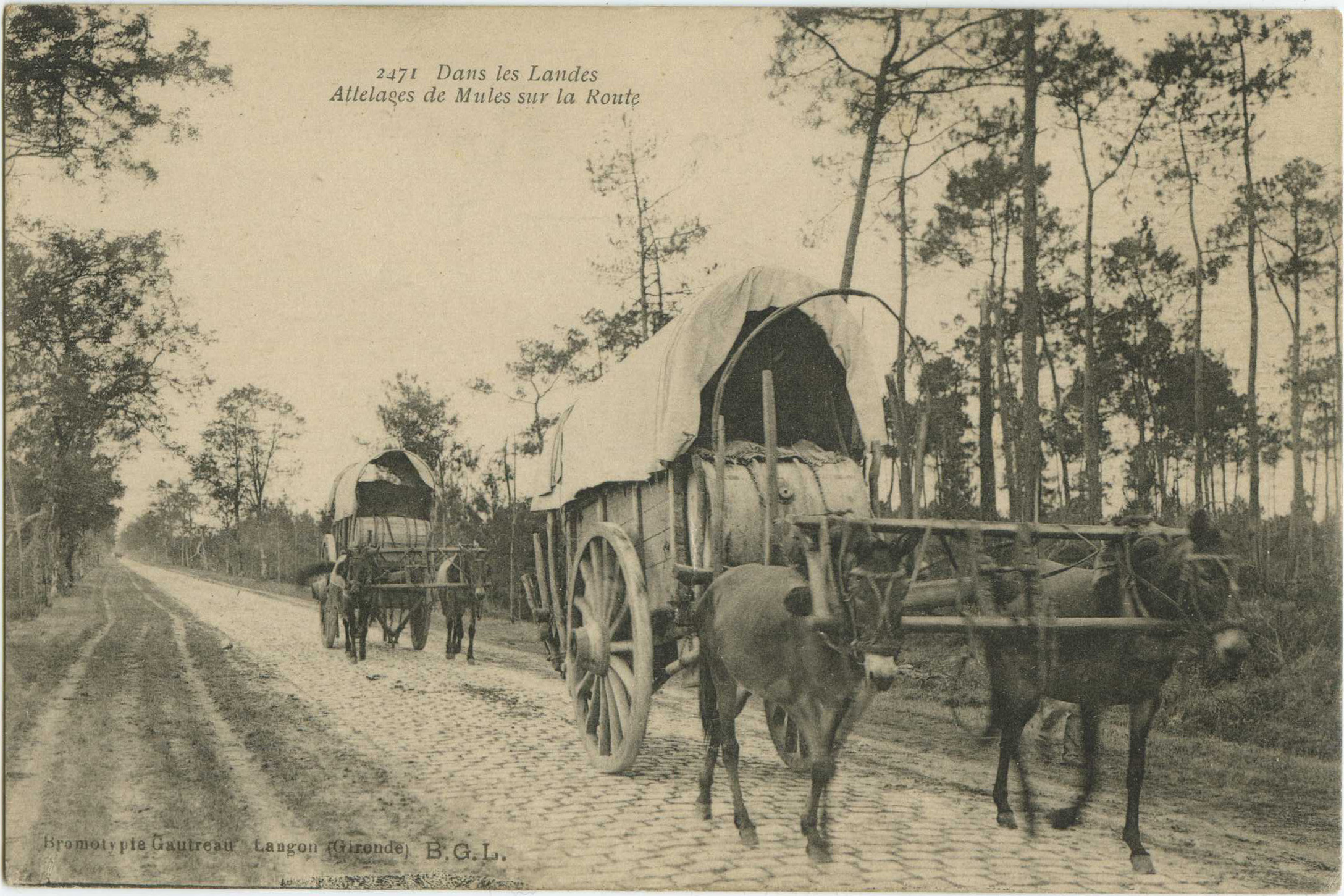 Landes - Dans les Landes. - Attelages de Mules sur la Route