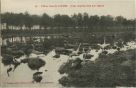 Carte postale ancienne - Landes - L'Hiver dans les LANDES - Grues surprises dans une Lagune