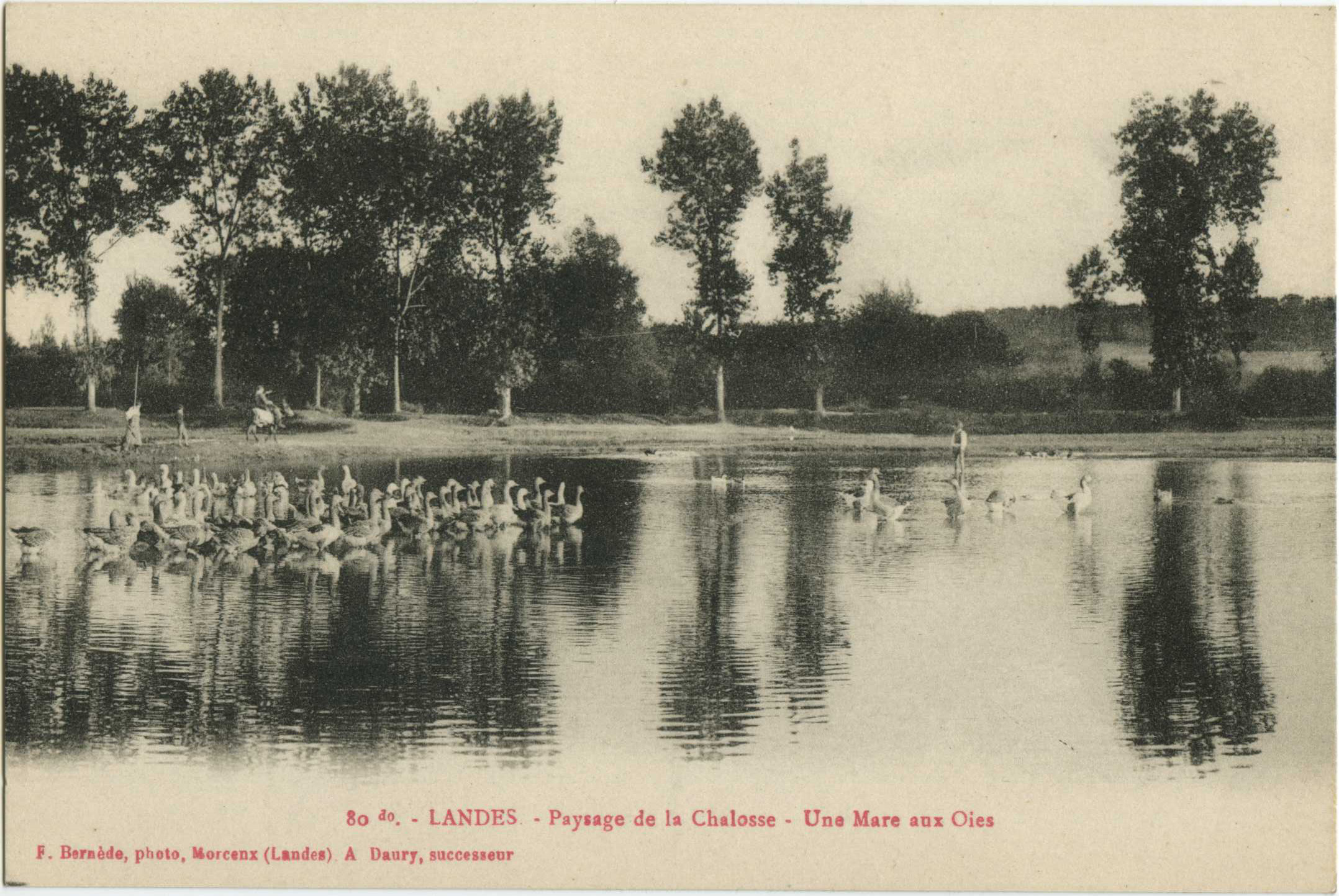 Landes - LANDES - Paysage de la Chalosse - Une Mare aux Oies