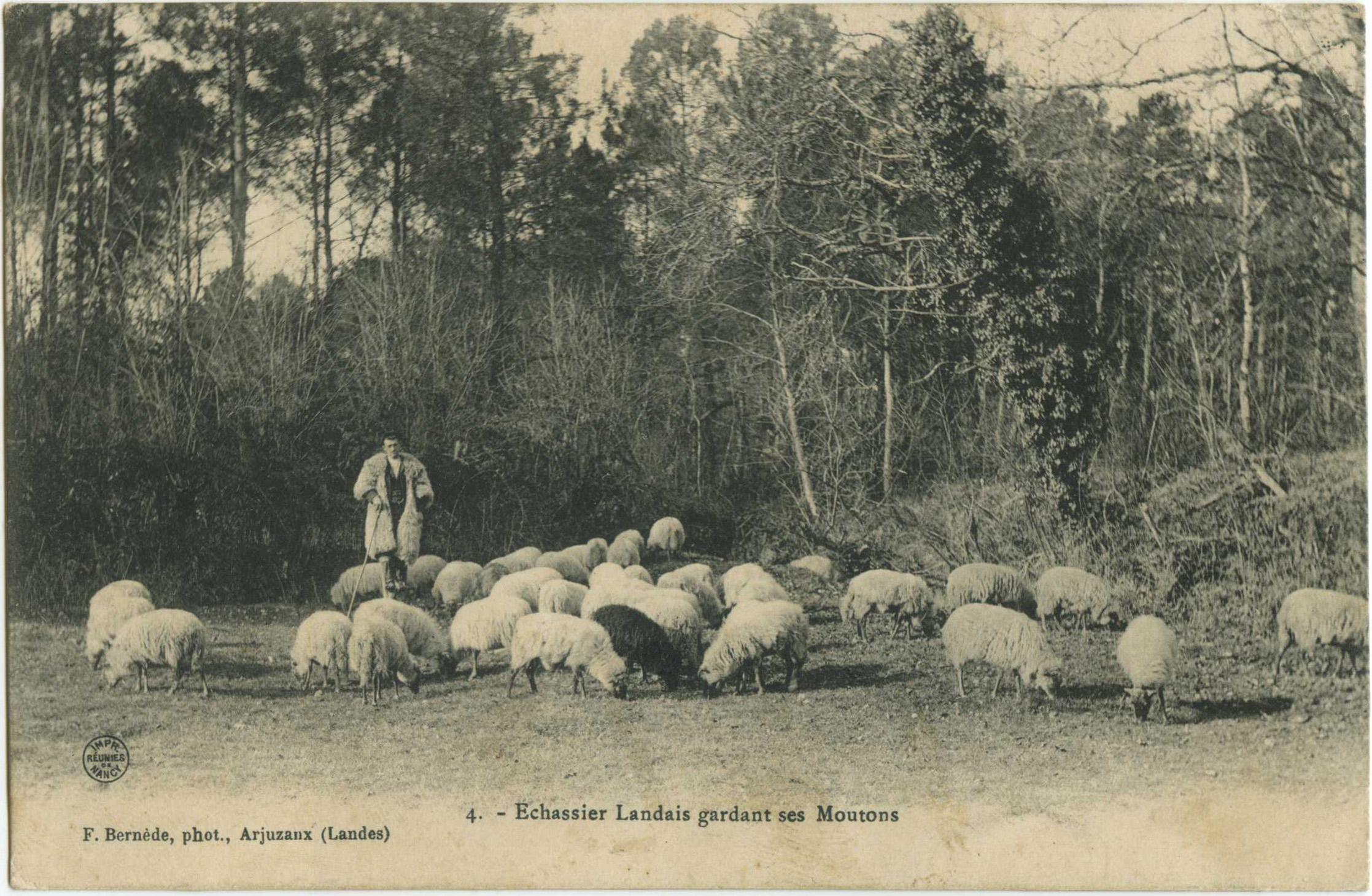 Landes - Echassier Landais gardant ses Moutons