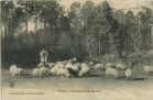 Carte postale ancienne - Landes - Echassier Landais gardant ses Moutons