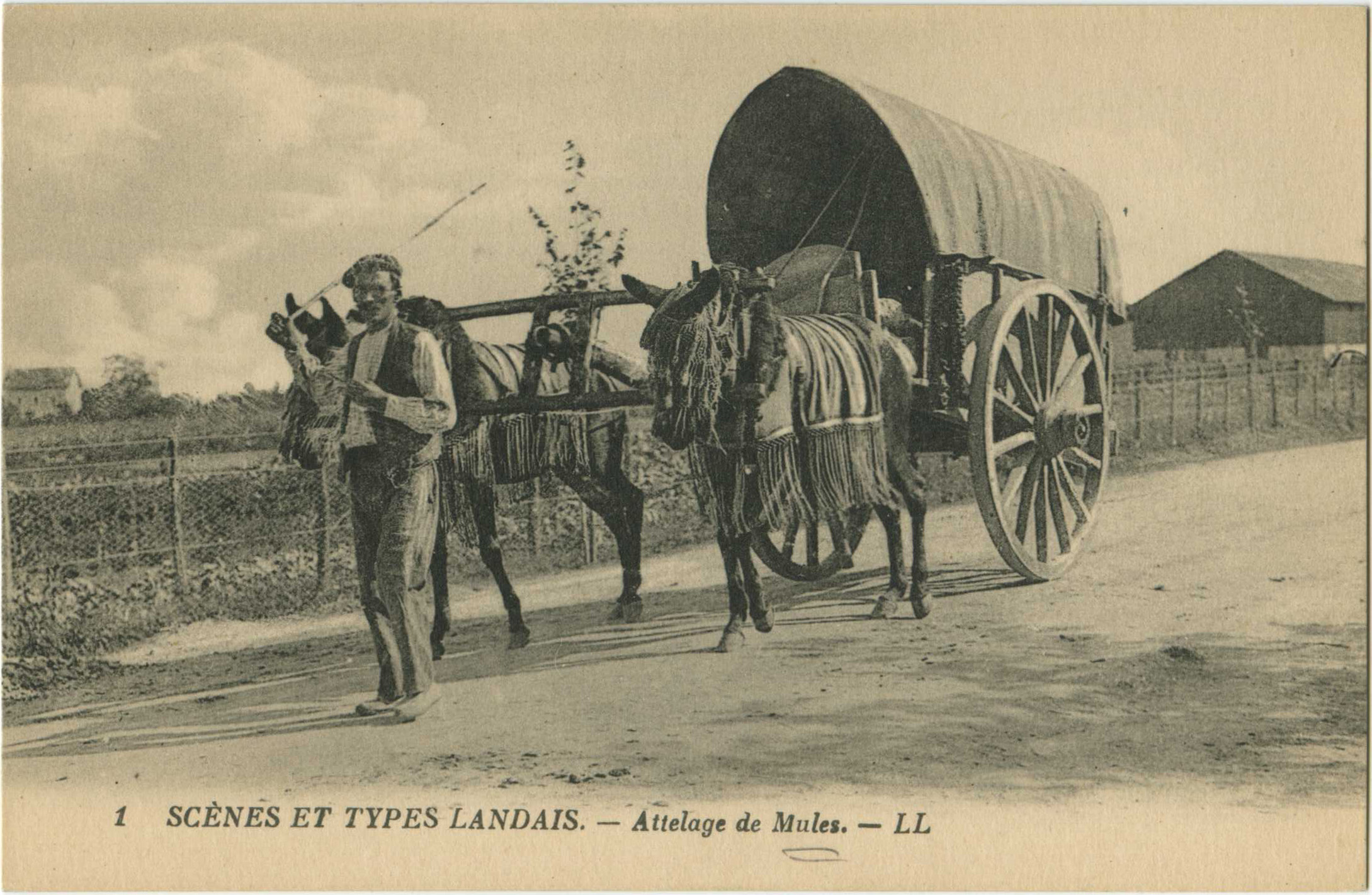 Landes - SCÈNES ET TYPES LANDAIS - Attelage de Mules.