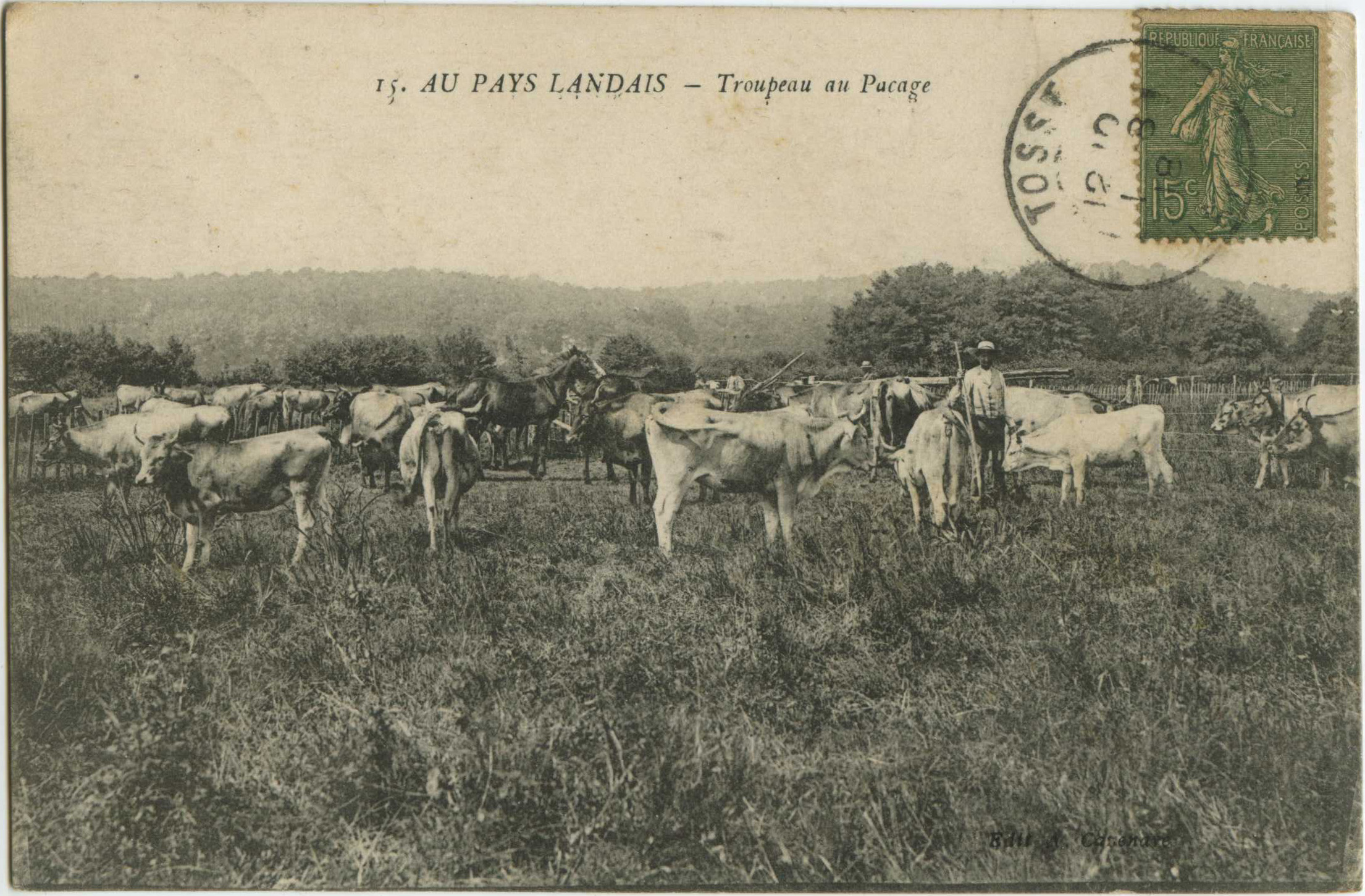 Landes - AU PAYS LANDAIS - Troupeau au Pacage