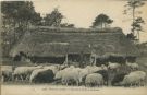 Carte postale ancienne - Landes - Dans les Landes - Devant le Parc à moutons