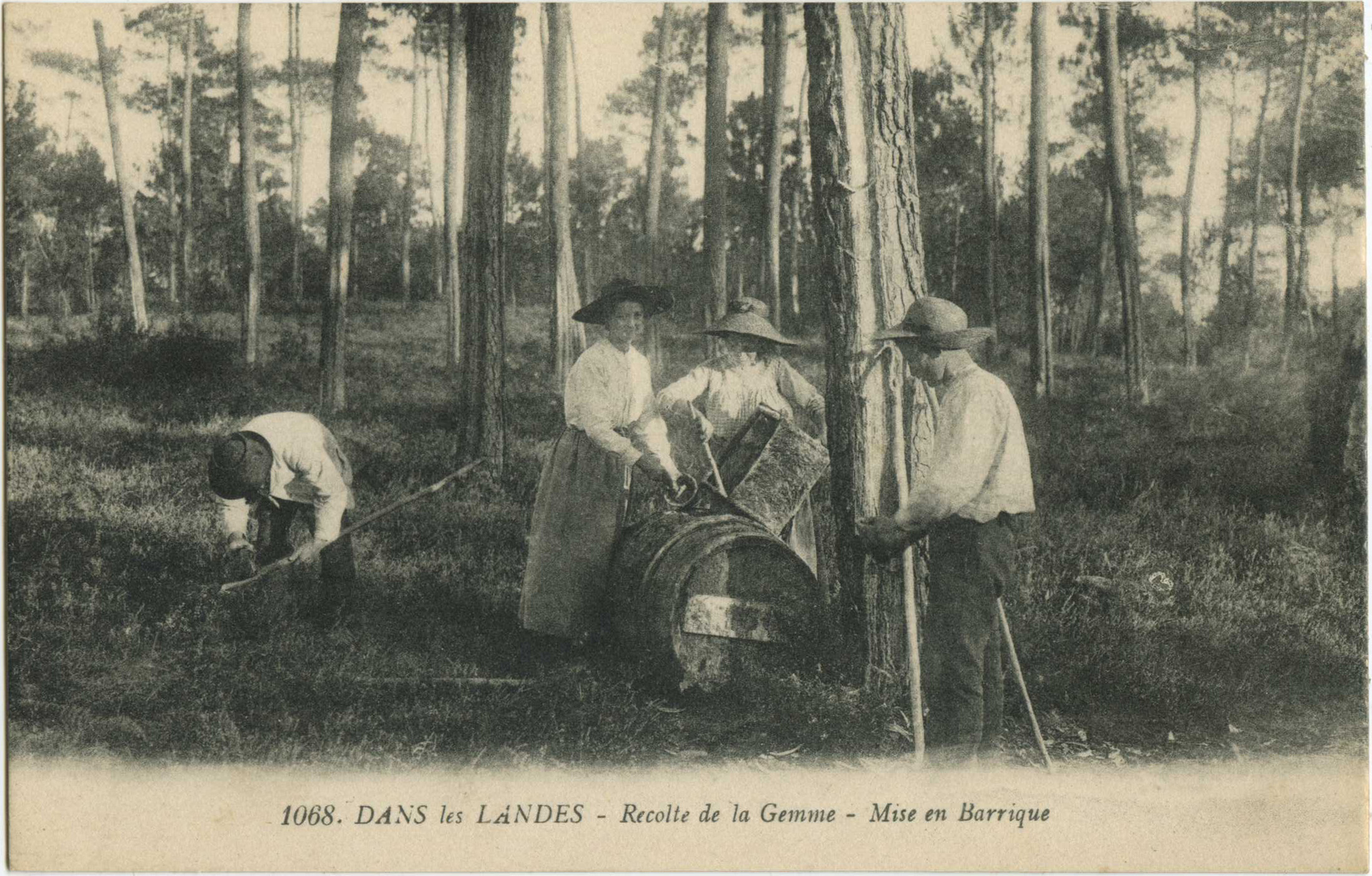 Landes - DANS les LANDES - Recolte de la Gemme - Mise en Barrique