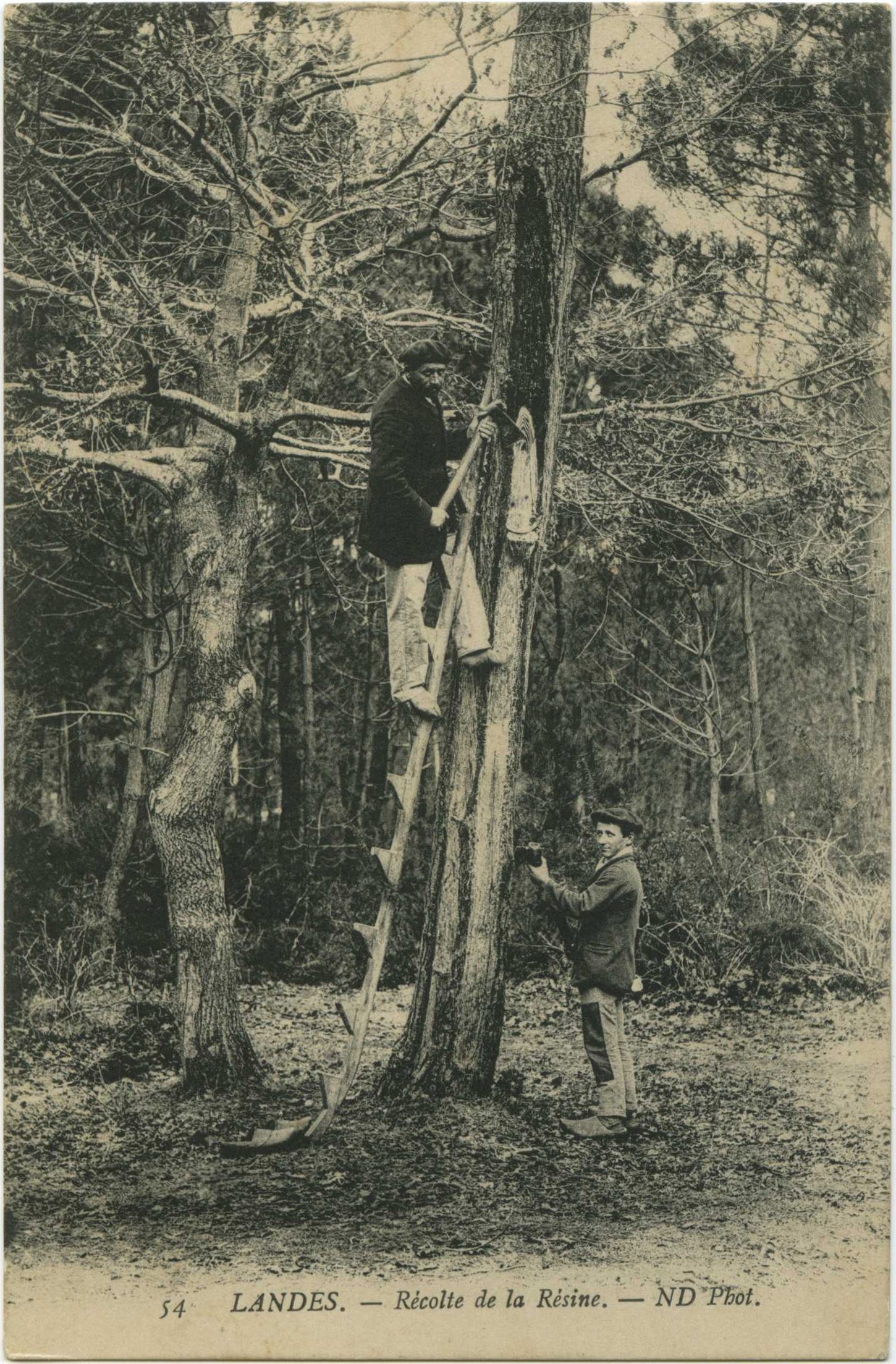 Landes - LANDES - Récolte de la Résine.