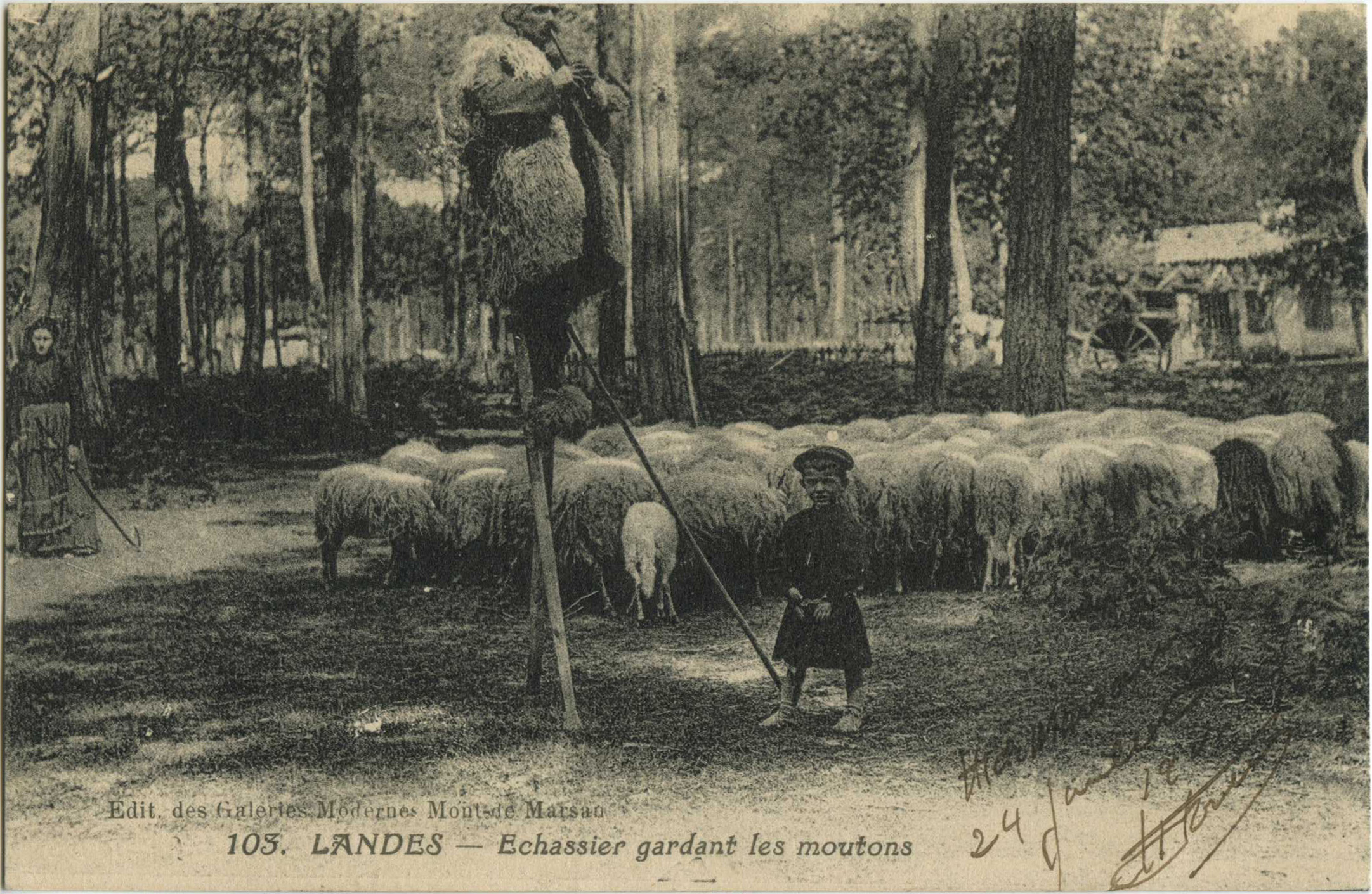 Landes - LANDES - Echassier gardant les moutons