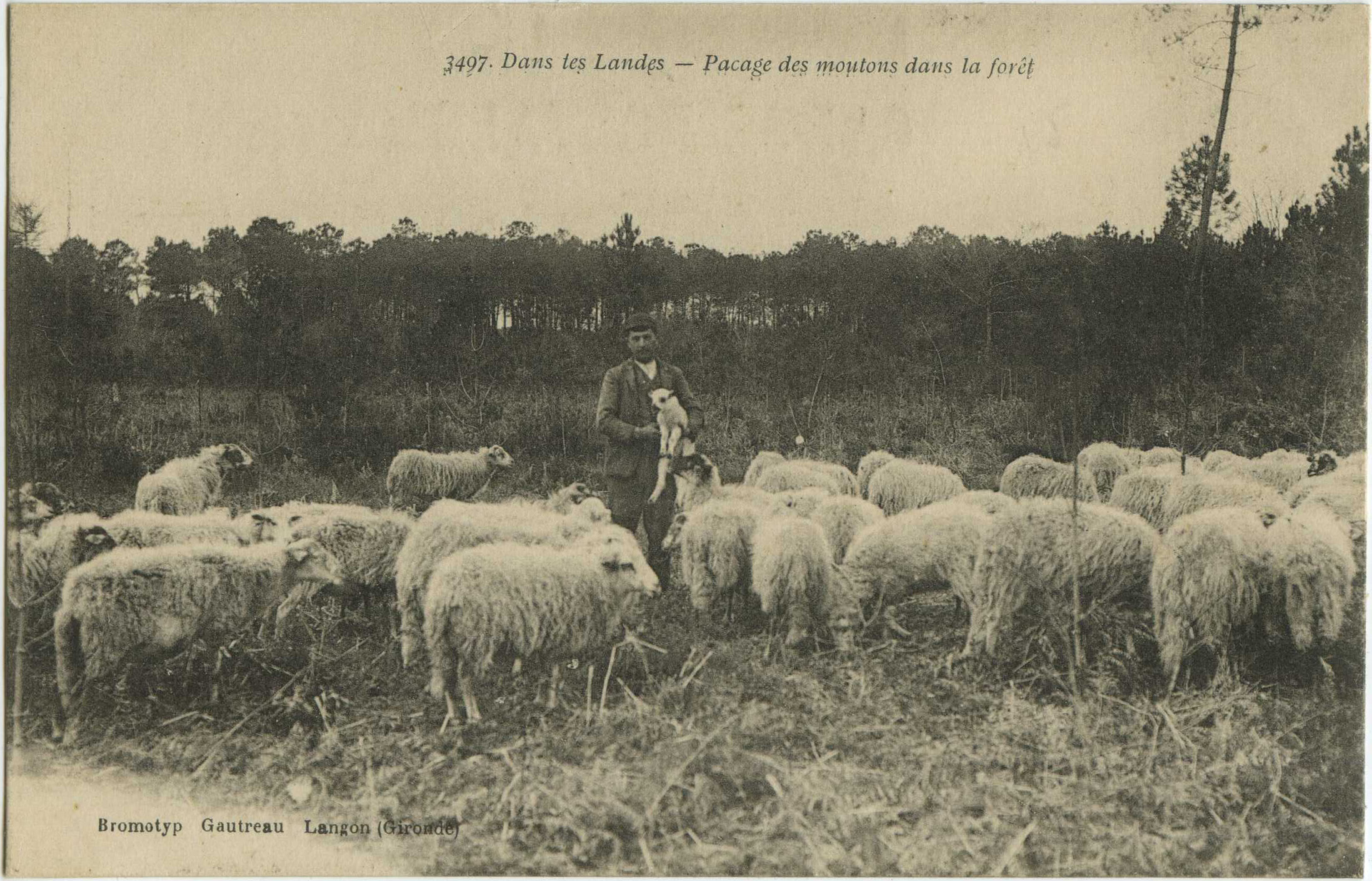 Landes - Dans les Landes - Pacage des moutons dans la forêt