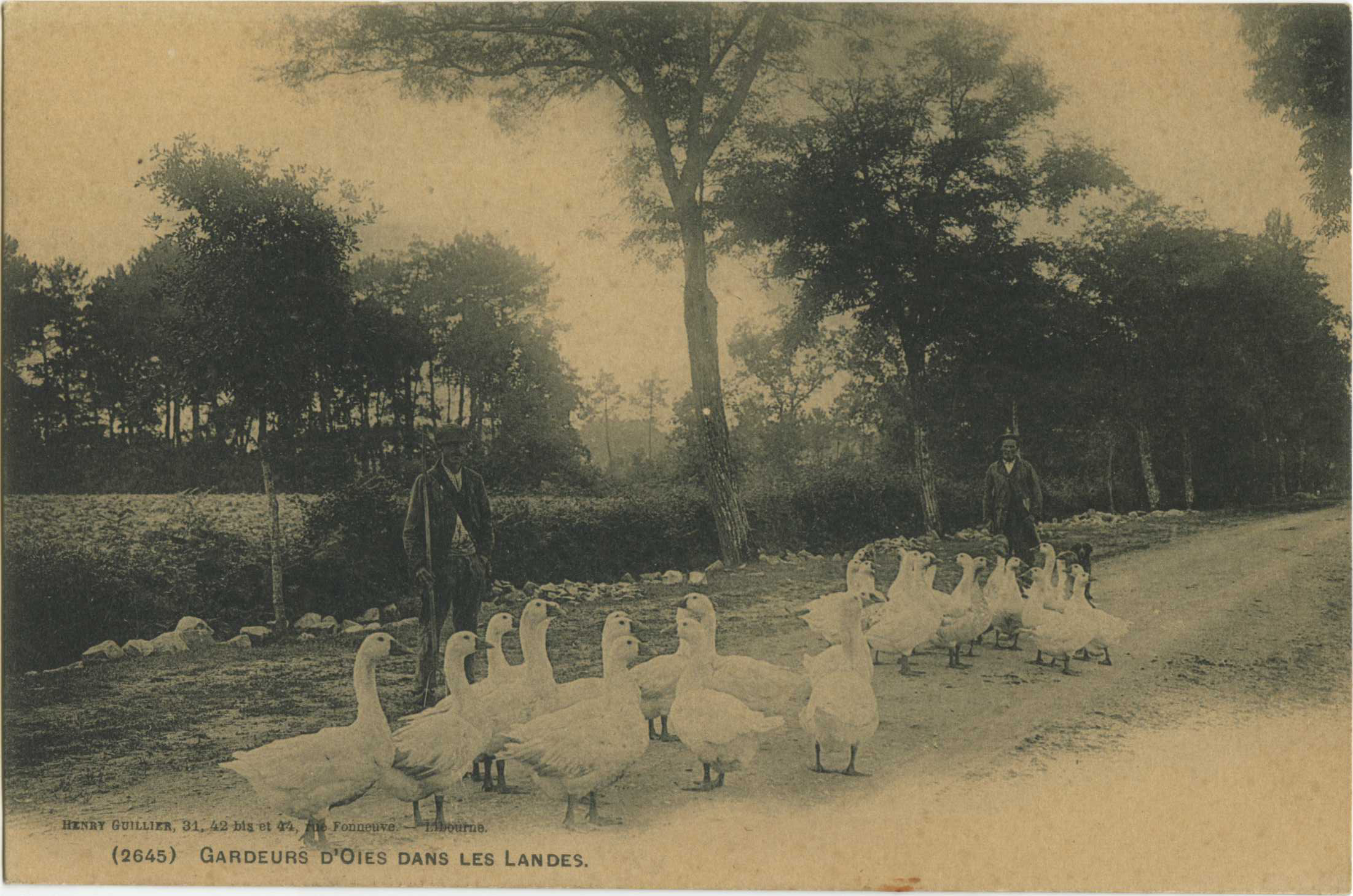 Landes - Gardeurs d'Oies dans les Landes.