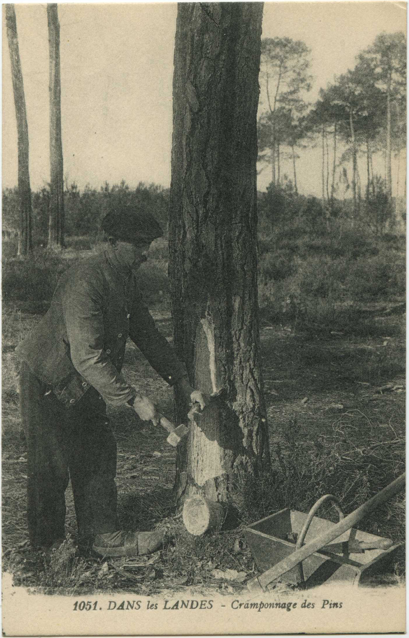 Landes - DANS les LANDES - Cramponnage des Pins