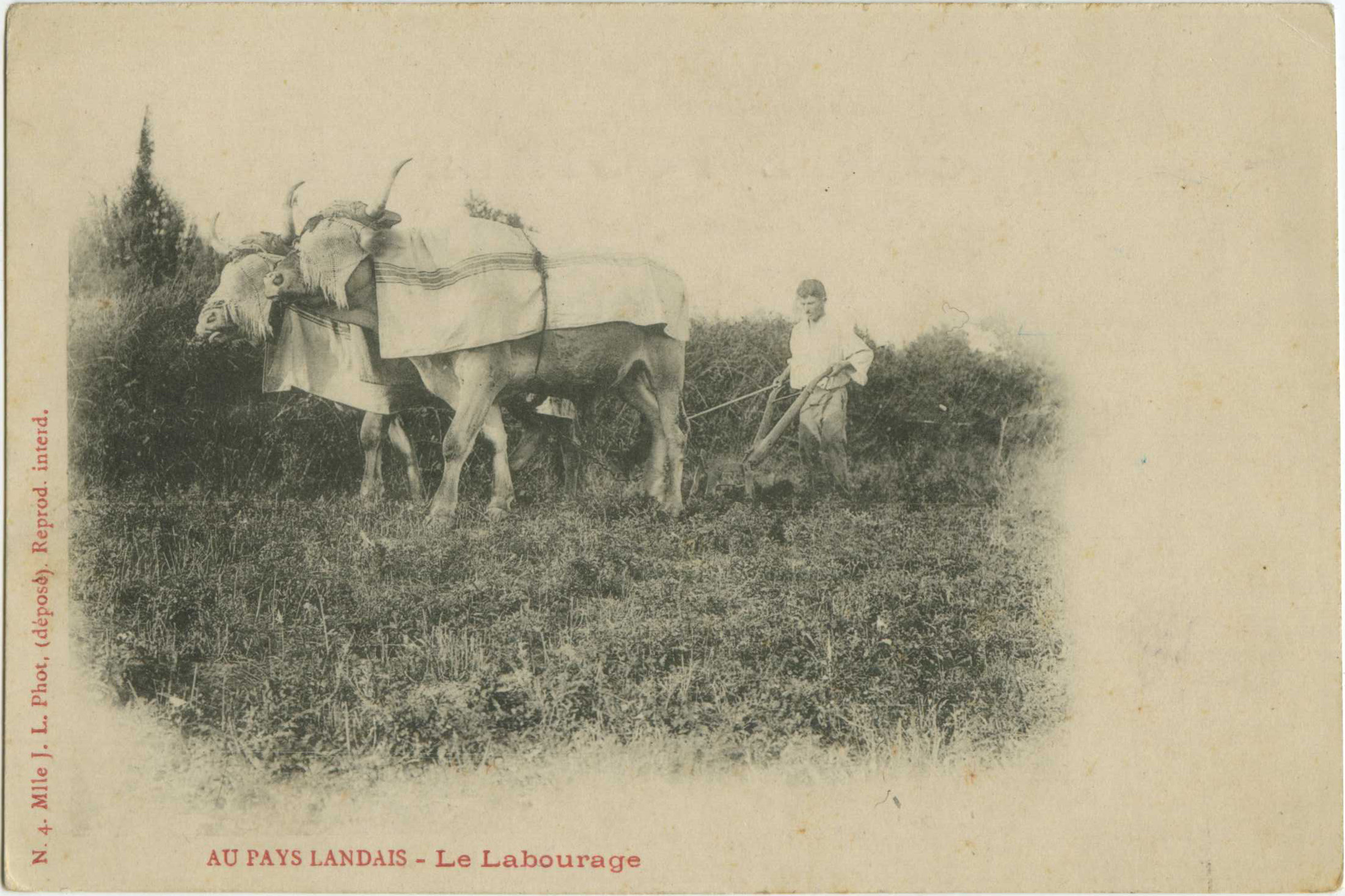 Landes - AU PAYS LANDAIS - Le Labourage