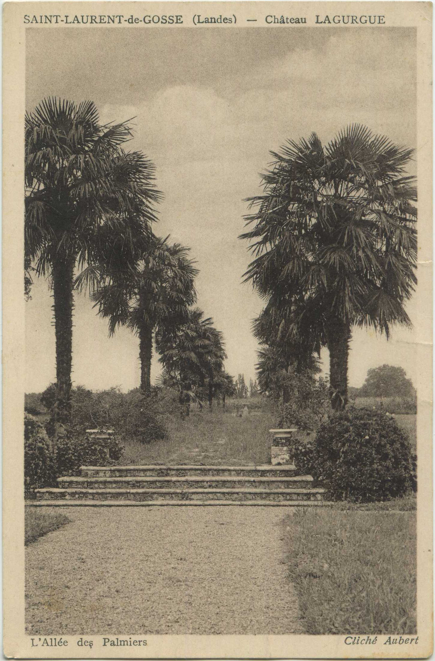 Saint-Laurent-de-Gosse - Château LAGURGUE - L'Allée des Palmiers