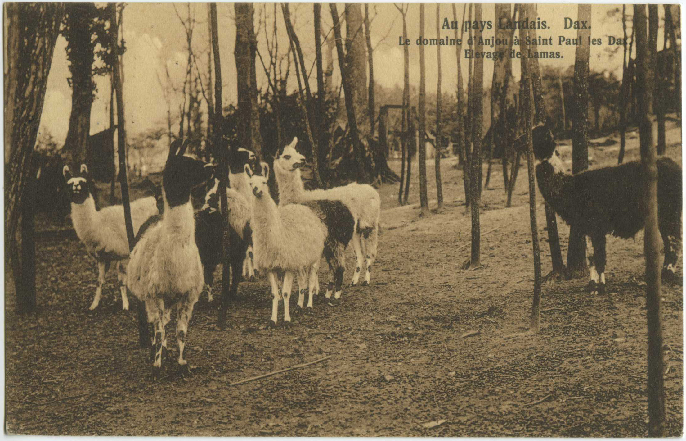 Saint-Paul-lès-Dax - Le domaine d'Anjou à Saint Paul les Dax. Elevage de Lamas.