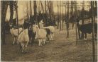 Carte postale ancienne - Saint-Paul-lès-Dax - Le domaine d'Anjou à Saint Paul les Dax. Elevage de Lamas.