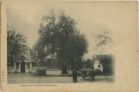 Carte postale ancienne - Saint-Vincent-de-Paul - Chêne de S<sup>t</sup>-VINCENT DE PAUL Carte postale ancienne - Saint-Vincent-de-Paul - Chêne de S<sup>t</sup>-VINCENT DE PAUL